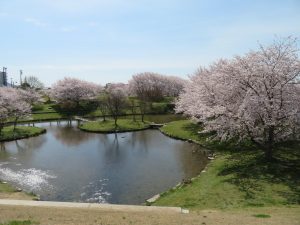 百間川の桜